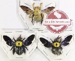 Scientific lot no. 394 Hymenoptera (Xylocopa spp.) (3 pcs - 1 pc A2)