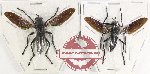 Scientific lot no. 78 Diptera (2 pcs)