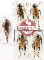 Scientific lot no. 36 Orthoptera (5 pcs A, A-, A2)