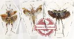 Scientific lot no. 40 Orthoptera (3 pcs A, A-, A2)