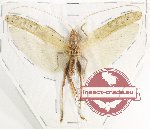 Tettigoniidae sp. 22 (A-)