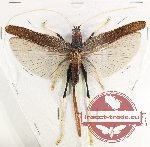 Tettigoniidae sp. 21