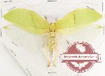 Tettigoniidae sp. 18