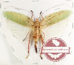 Tettigoniidae sp. 19 (A-)