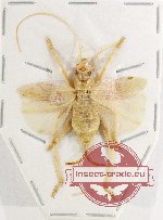 Gryllidae sp. 2 (A2)