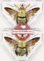 Scientific lot no. 389 Hymenoptera (2 pcs - 1 pc A2)