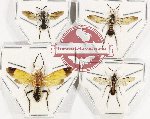 Scientific lot no. 411 Hymenoptera (Symphyta spp.) (4 pcs)