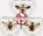 Scientific lot no. 416 Hymenoptera (3 pcs)