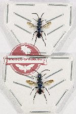 Scientific lot no. 392 Hymenoptera (2 pcs)