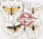 Scientific lot no. 412 Hymenoptera (Symphyta spp.) (4 pcs)