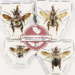 Scientific lot no. 400 Hymenoptera (4 pcs)