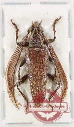 Cerambycidae sp. 98