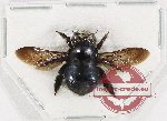 Xylocopa sp. 24 (A2)