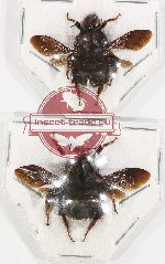 Scientific lot no. 422 Hymenoptera (2 pcs)