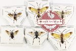 Scientific lot no. 396 Hymenoptera (Symphyta) (6 pcs)