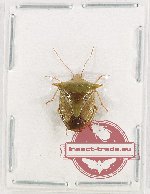 Pentatomidae sp. 54 (10 pcs)