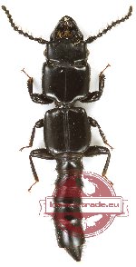 Staphylinidae sp. 11 (A2)