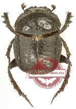 Scarabaeus variicollis