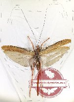 Tettigoniidae sp. 23 (A-)