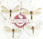 Scientific lot no. 9 Neuroptera (4 pcs)