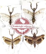 Scientific lot no. 17 Mantidae (4 pcs)