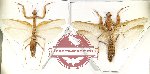 Scientific lot no. 13 Mantidae (2 pcs - 1 pc A2)