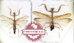 Scientific lot no. 18 Mantidae (2 pcs)