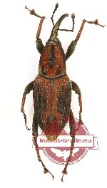 Curculionidae sp. 128 (5 pcs)