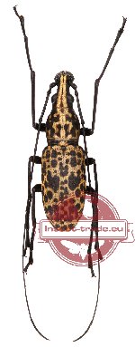 Mecotropis insignis Pascoe, 1862 (m A-, f A1)