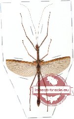 Phasmidae sp. 6