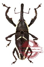 Curculionidae sp. 30 (10 pcs)