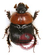 Bolbochromus walshi (A2)