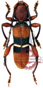 Epipedocera undulata (10 pcs)