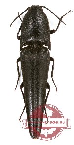 Leptinostethus sp. 4