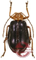 Chrysomelidae sp. 46 (5 pcs)