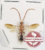 Mutilidae sp. 29 (5 pcs)