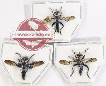 Scientific lot no. 80 Diptera (3 pcs A2)