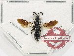 Hymenoptera sp. 131