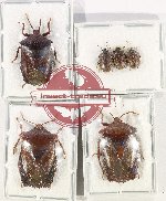 Scientific lot no. 1108 Heteroptera (Pentatomidae) (6 pcs A, A-, A2)