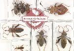 Scientific lot no. 1111 Heteroptera (Coreidae) (8 pcs A, A-, A2)