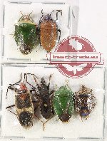 Scientific lot no. 1095 Heteroptera (6 pcs A2)
