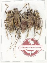 Scientific lot no. 280 Cerambycidae (5 pcs A-, A2)