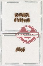 Scientific lot no. 1085 Heteroptera (18 pcs)