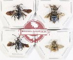 Scientific lot no. 434 Hymenoptera (4 pcs)
