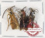 Scientific lot no. 432 Hymenoptera (3 pcs A-, A2)
