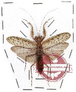Mantidae sp. 16