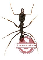 Formicidae sp. 41 (5 pcs)