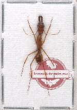 Formicidae sp. 39 (5 pcs)