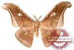 Antheraea jana (brown)