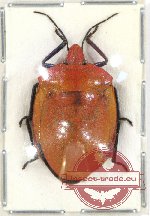 Scutellarinae sp. 18A